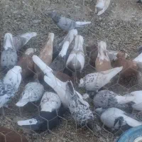 40عدد هفرنگ دم سفید