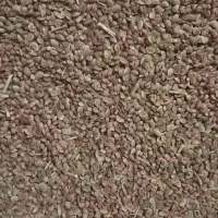 بذریونجه خاشا