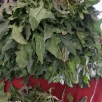 اسفناج کوهی