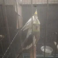 عروس هلندی مولد