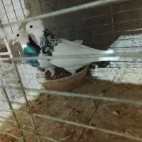 کبوتر طوقی و کله ای اصیل