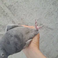 کبوتر سنجابی