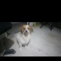 سگ پاپی کوچولو