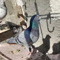 کفتر کبوتر پلاکی|پرنده|شیراز, سعدیه شمالی|دیوار