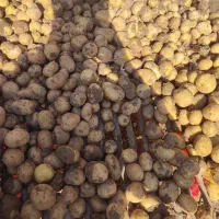 سیب زمینی اگریا مدل ۴۰۲وسیب زمینی کلمبا ۴۰۲ بذری