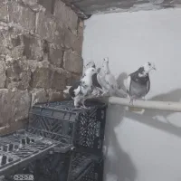 کبوتر