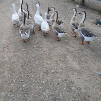 باسلام فروش قاز اصیل تبیعی