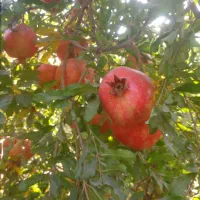 فروش انار درجه یک صادراتی منطقه شاپور کازرون|حراج|کازرون, |دیوار