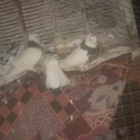 کبوتر ،کفتر|پرنده|شهرآباد, |دیوار