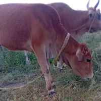 گاو با گوسالش بفروش می‌رسد