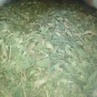 کرفس کوهی|خوردنی و آشامیدنی|فریدونشهر, |دیوار