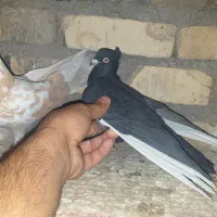 کفتر نر|پرنده|فرمهین, |دیوار