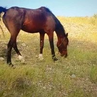 اسب مادیان عرب