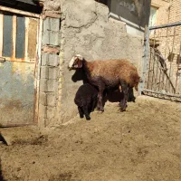 میش وبره افشاری|حیوانات مزرعه|زالیان, |دیوار