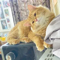 گربه|گربه|اهواز, گلستان|دیوار