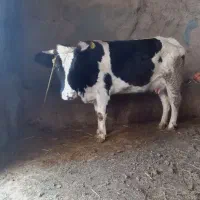 گاویاتلیسه