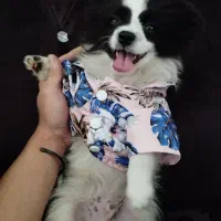 سگ واگذاری|سگ|اسلامشهر, شهرک امام حسین (میان آباد)|دیوار