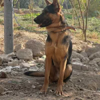 سگ ژرمن ۶ ماهه|سگ|باقرشهر, |دیوار