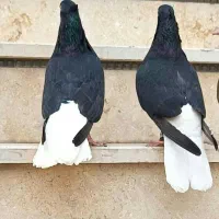 کبوتر دم سفید (اشعل)|پرنده|بندر ماهشهر, |دیوار