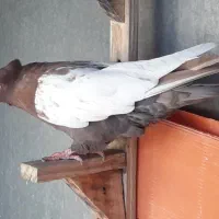 کفتر|پرنده|شیراز, گلکوب|دیوار