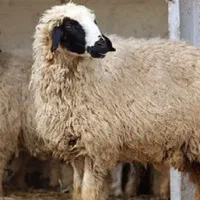 بره نر ۳۵ تا ۴۰ کیلو