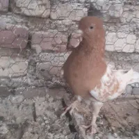 کبوتریاکفتر|پرنده|آباده, |دیوار