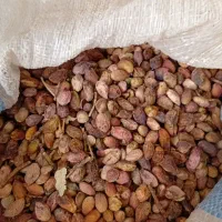 پسته کوهی|خوردنی و آشامیدنی|مشهد, سیس‌آباد|دیوار