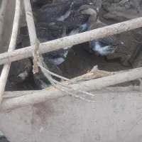 با سلام و احترام . گاز و نر و ماده ۹ عدد