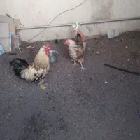مرغ و خروس سالم وجوان