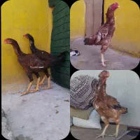 لاری نسلدار