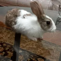 خرگوش