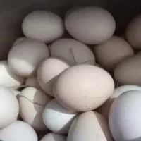 تخم مرغ واردک