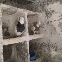 کبوتر طوقی|پرنده|شیروان (لرستان), |دیوار