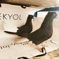 کفتر دم سفید رنگی شهرستانی کبوتر ذاغ دم سفید