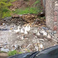 ۲۷تا غاز تخم کن