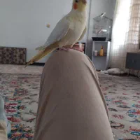 عروس هلندی ن و ماده
