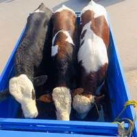 گاومیش خرید تمامی حیوانات ،ادرس مایان|حیوانات مزرعه|تبریز, |دیوار