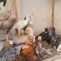 جوجه لاری جوجه اوشامو مرغ لاری|حیوانات مزرعه|مشهد, فریزی|دیوار