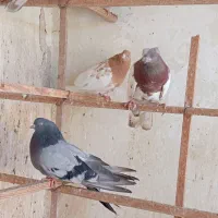 کفتر|پرنده|رباط‌کریم, شترخوار|دیوار