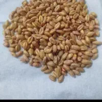 گندم بذری میهن ابی