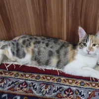 واگذاری رایگان گربه|گربه|بجنورد, |دیوار