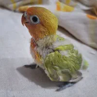 جوجه دستی سرلاکی ۴۵ روزه طوطی رنگ خاص