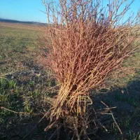 نهال گل محمدی