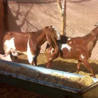 بزوبزغاله پاکستانی