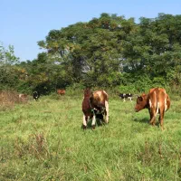 ورزا کوله تن دار|حیوانات مزرعه|رشت, شهرک صبا|دیوار