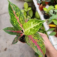 انواع آگلونما رنگی تخفیف به مناسبت روز مادر|گل و گیاه طبیعی|مشهد, کوی المهدی|دیوار