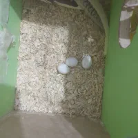 ۵ عدد عروس هلندی|پرنده|میانه, |دیوار