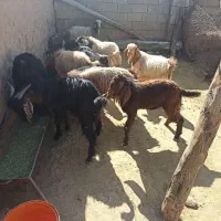 بزغاله نر|حیوانات مزرعه|فیروزآباد, |دیوار