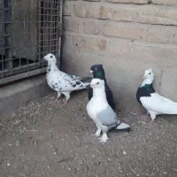 ۴تا کفتر فروشی (روهم ۸۰۰)