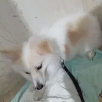 سگ نژاد اشپیز پامر